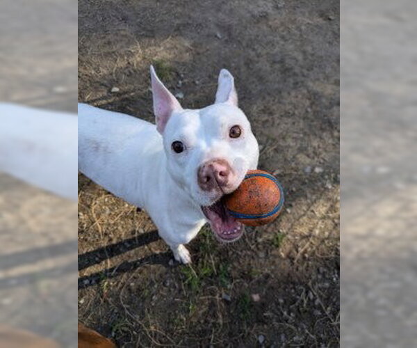 Medium Photo #11 Mutt Puppy For Sale in Glen Allen, VA, USA