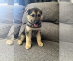 Small #9 German Shepherd Dog