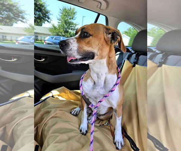 Medium Photo #2 Mutt Puppy For Sale in Shelburne, VT, USA