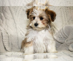 Small Photo #3 Poovanese Puppy For Sale in GORDONVILLE, PA, USA