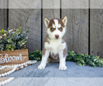Puppy Nebula Siberian Husky