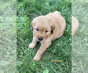 Golden Retriever Puppy for sale in EVART, MI, USA