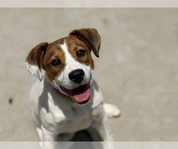 Medium Photo #1 Parson Russell Terrier-Unknown Mix Puppy For Sale in Tulsa, OK, USA