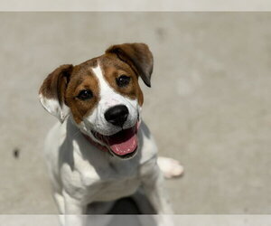 Parson Russell Terrier-Unknown Mix Dogs for adoption in Tulsa, OK, USA