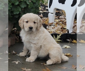 Golden Retriever Puppy for sale in FREDERICKSBURG, OH, USA