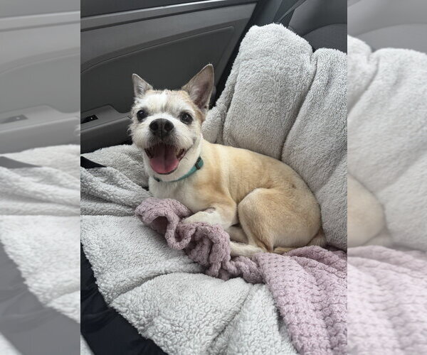 Medium Photo #4 Rat Terrier-Unknown Mix Puppy For Sale in Mooresville, NC, USA