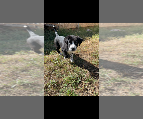 Medium Photo #1 Border Collie-Unknown Mix Puppy For Sale in OKLAHOMA CITY, OK, USA