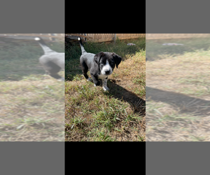Border Collie-Unknown Mix Dogs for adoption in OKLAHOMA CITY, OK, USA