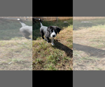 Ranger - Male Border Collie-Unknown Mix Dog for Adoption - Small photo