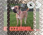 Small #1 Mastiff Mix
