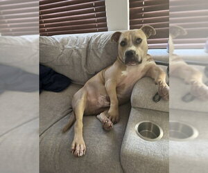 WINSTON #7 - Male American Pit Bull Terrier-Unknown Mix Dog for Adoption - Photo #2