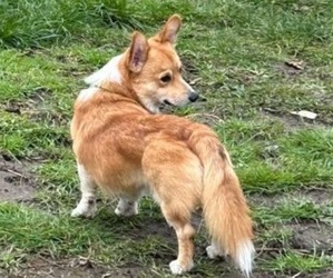 Father of the Aussie-Corgi puppies born on 04/29/2026