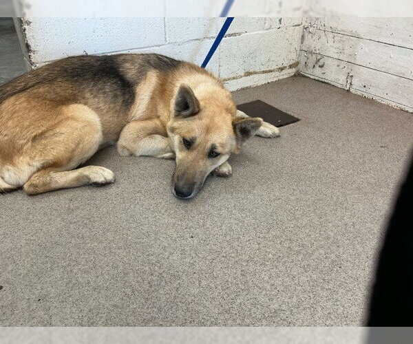 Medium Photo #1 German Shepherd Dog-Unknown Mix Puppy For Sale in San Bernardino, CA, USA