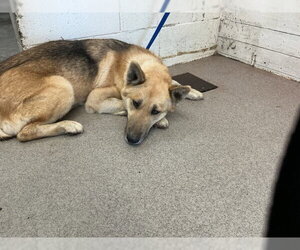 German Shepherd Dog-Unknown Mix Dogs for adoption in San Bernardino, CA, USA