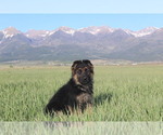 Small Photo #2 German Shepherd Dog Puppy For Sale in HORN CREEK, CO, USA