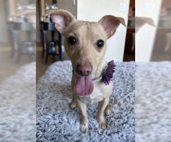 Medium Photo #3 Chihuahua Puppy For Sale in Oakley, CA, USA