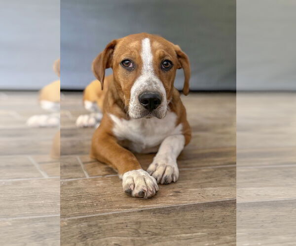 Medium Photo #5 Beagle-Unknown Mix Puppy For Sale in PIPE CREEK, TX, USA