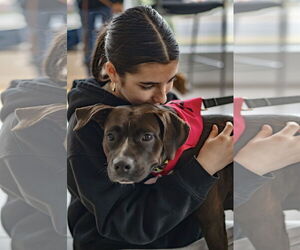 Boxer-Unknown Mix Dogs for adoption in Westwood, NJ, USA