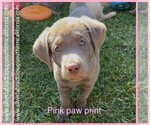 Puppy Puppy 4 Labrador Retriever
