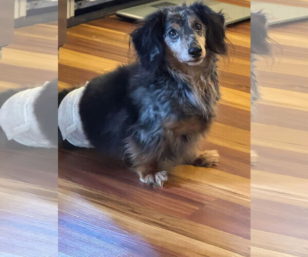 Medium Photo #4 Dachshund Puppy For Sale in Gulfport, MI, USA