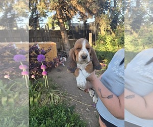 Basset Hound Puppy for sale in TOPPENISH, WA, USA