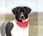 Small #2 Border Collie Mix