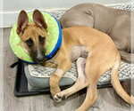 Small #11 Labrador Retriever Mix