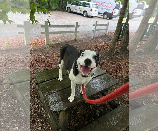 Medium Photo #1 Mutt Puppy For Sale in McCormick, SC, USA