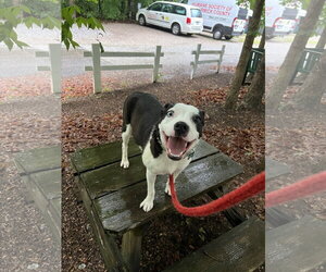 Mutt Dogs for adoption in McCormick, SC, USA