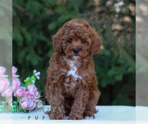 Poodle (Toy) Puppy for sale in EAST EARL, PA, USA