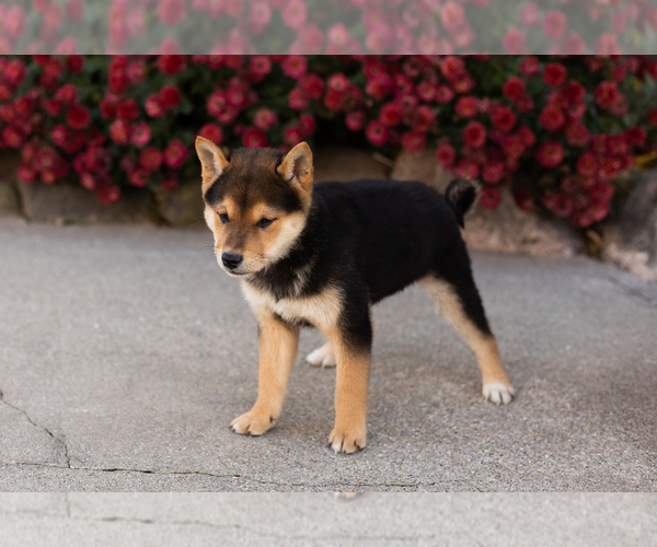 Medium Photo #7 Shiba Inu Puppy For Sale in MILLERSBURG, IN, USA
