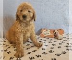 Puppy Fido Goldendoodle
