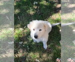 Small #5 Great Pyrenees