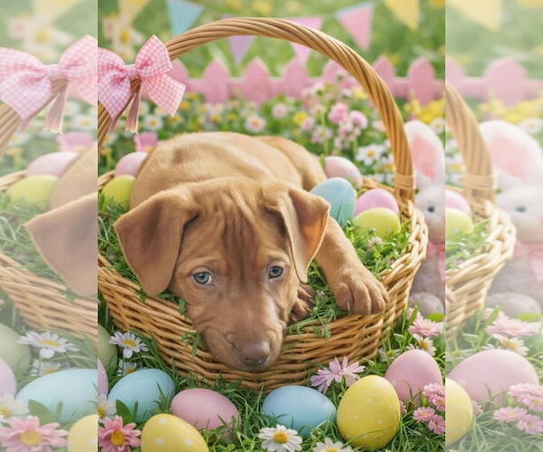 Medium Photo #8 Mutt Puppy For Sale in Euless, TX, USA