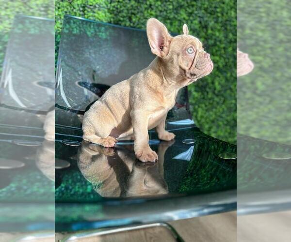 Medium Photo #11 French Bulldog Puppy For Sale in BELLAIRE, TX, USA