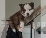 Small #1 Pomsky