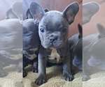 Small Photo #6 French Bulldog Puppy For Sale in GUILFORD, ME, USA