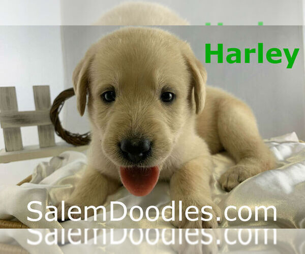 Medium Photo #1 Labradoodle Puppy For Sale in WINSTON SALEM, NC, USA