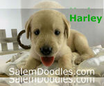 Small Photo #1 Labradoodle Puppy For Sale in WINSTON SALEM, NC, USA