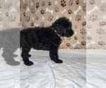 Small Photo #15 Poodle (Standard) Puppy For Sale in RALEIGH, NC, USA