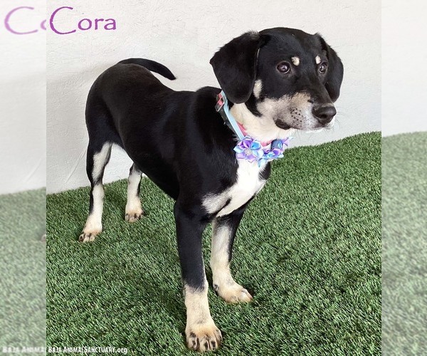 Medium Photo #4 Australian Kelpie-Labrador Retriever Mix Puppy For Sale in San Diego, CA, USA