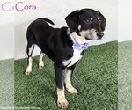 Small #3 Australian Kelpie-Labrador Retriever Mix