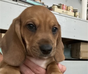 Medium Dachshund-Redbone Coonhound Mix