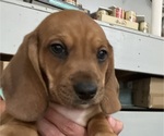 Puppy Sophia Dachshund-Redbone Coonhound Mix