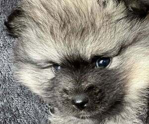 Pomeranian Puppy for Sale in OXFORD, North Carolina USA