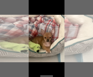 Chihuahua Puppy for sale in STATEN ISLAND, NY, USA
