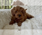 Small Photo #11 Goldendoodle mix (+ Poodle Miniature) Puppy For Sale in RANDOLPH, WI, USA