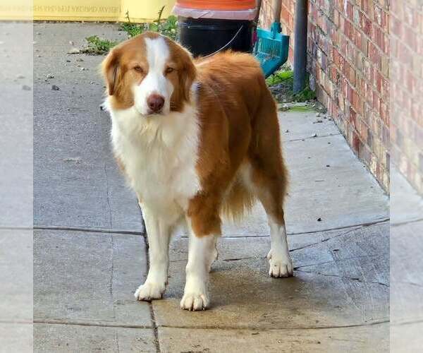 Medium Photo #1 Australian Shepherd Puppy For Sale in Aurora, IN, USA