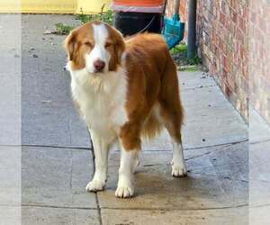 Australian Shepherd Dogs for adoption in Aurora, IN, USA