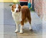 Jack O - Male Australian Shepherd Dog for Adoption - Small photo